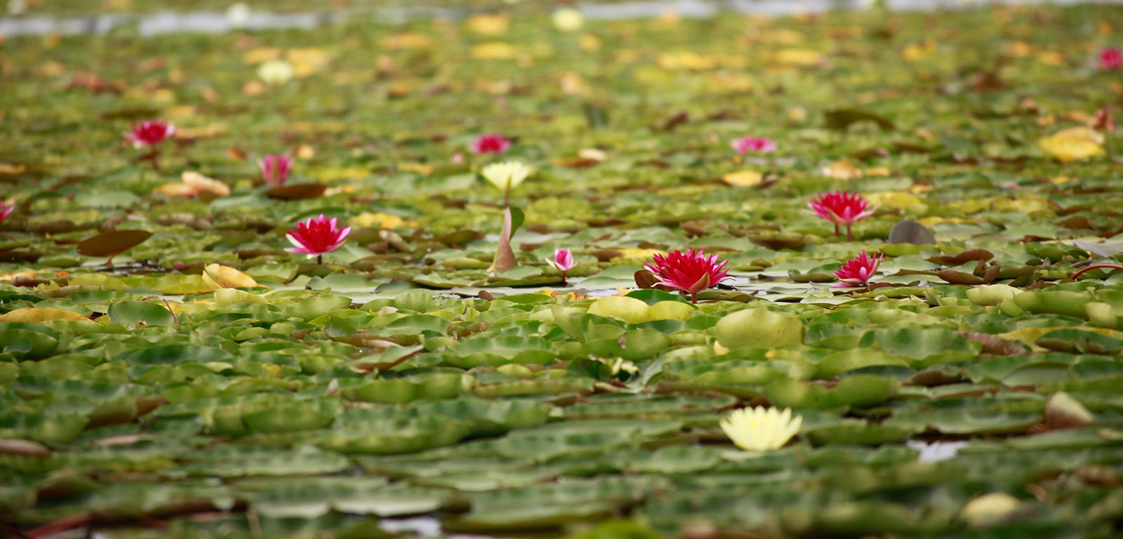 water lillies pink
