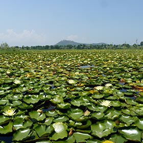 Water Lotos